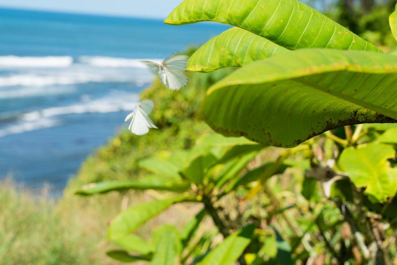 Driftwood Glamping & Boutique Hotel Playa Guiones エクステリア 写真