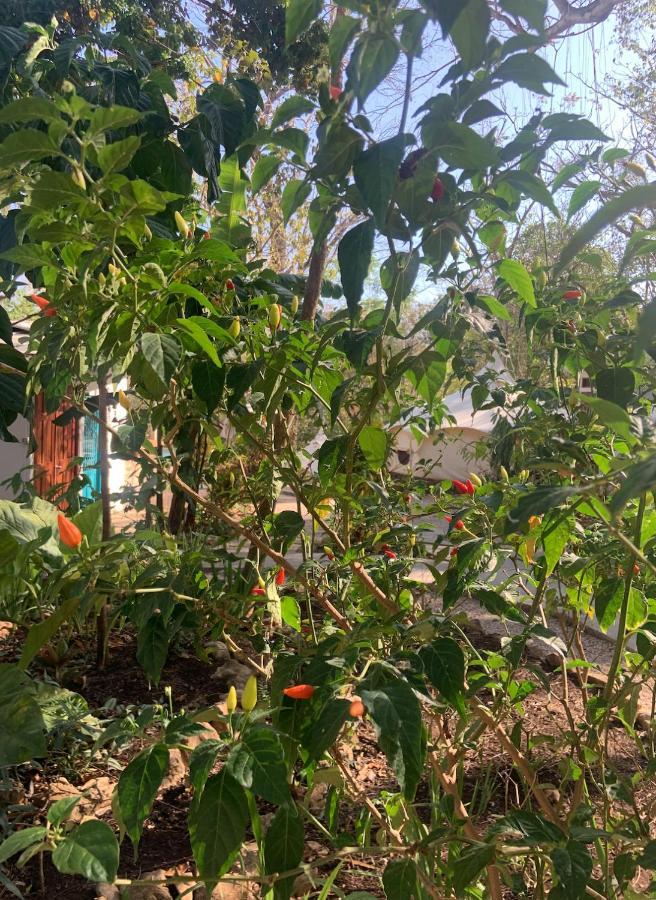 Driftwood Glamping & Boutique Hotel Playa Guiones エクステリア 写真