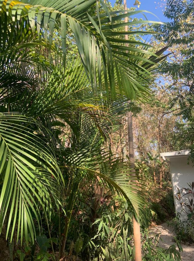 Driftwood Glamping & Boutique Hotel Playa Guiones エクステリア 写真